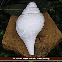 Conch Shell, शंख