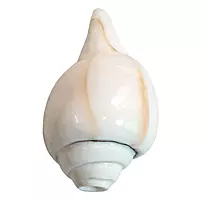Conch Shell, शंख