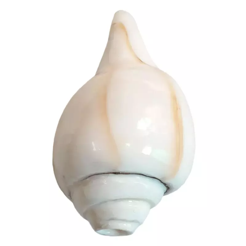 Conch Shell, शंख