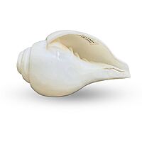 Conch Shell, शंख