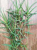Durva Grass