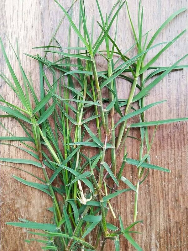 Durva Grass