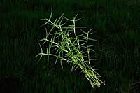 Durva Grass